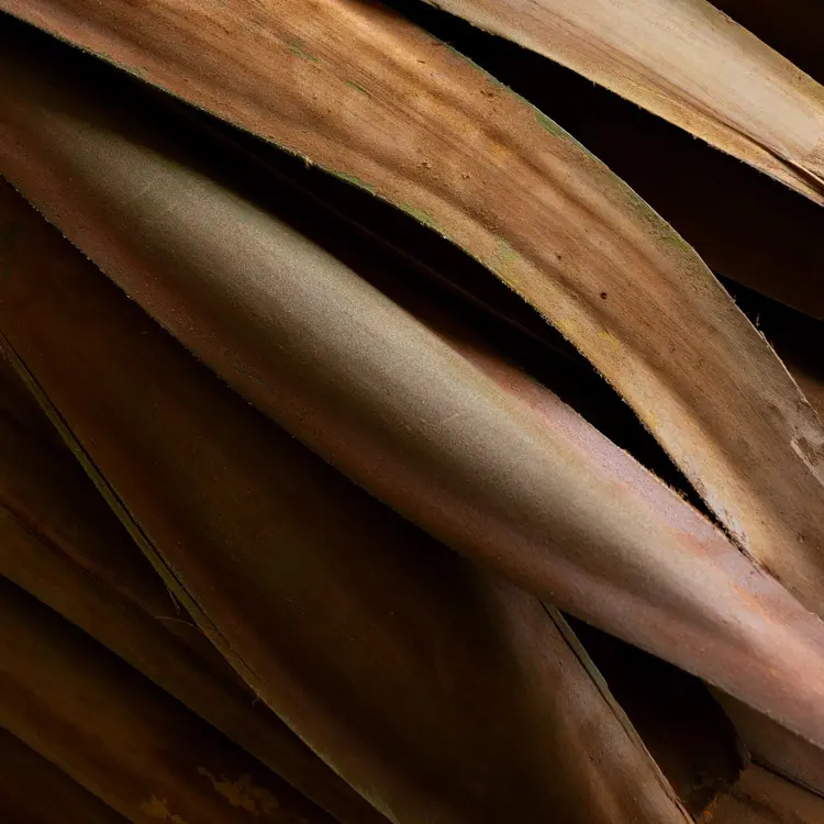 Emirati Taste Global Quality Discover Our Spring Dates Now!