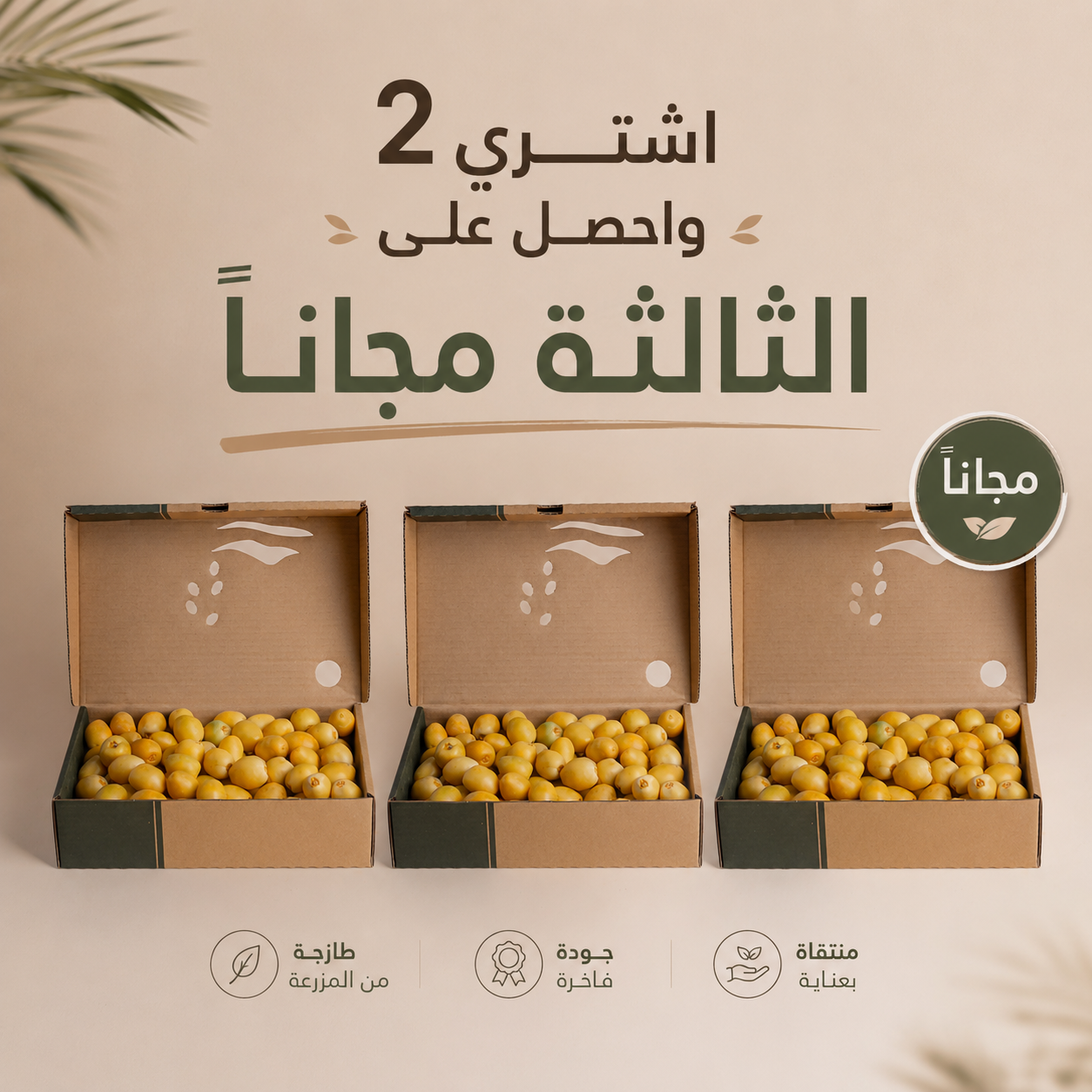 Barhi dates are enjoyed at the Bisr stage, offering a distinctive sweet flavor and a crunchy texture that combines refreshment and delight in every bite. It has loyal fans who eagerly await its season every year. Try it today and join the lovers of authentic Barhi Rutab from Liwa Dates. يُؤكل البرحي في مرحلة البِسر ليمنحك مذاقًا حلوًا مميزًا وقوامًا مقرمشًا يجمع بين الانتعاش واللذة في كل حبة. له محبّون ينتظرون موسمه كل عام بفارغ الصبر. جرّبه اليوم وانضم إلى محبّي رطب البرحي الأصيل من تمور ليوا.